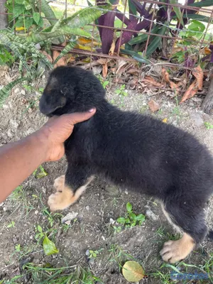 animales y mascotas - Cachorro de pastor alemán  7