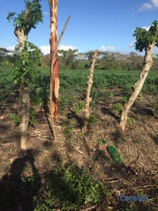 Finca en Villa Tapia, Salcedo