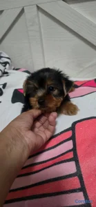 Especial de cachorro yorkie ambos sexo en santo do