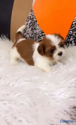animales y mascotas - OFERTA CACHORRO SHIH TZU HEMBRA UBICADO EN SANTO D 4