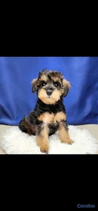Vendo schnauzer y caniche