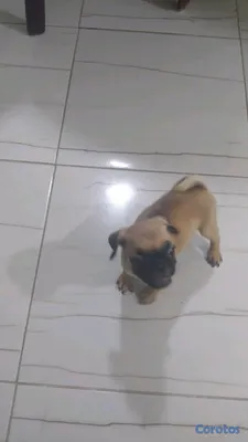 animales y mascotas - MASCOTA PERFECTA 2