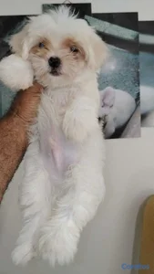 OFERTA CACHORRO MALTES MACHO PEQUEÑO EN UBICADO EN