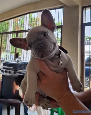 animales y mascotas - Bulldog Frances Toy  5