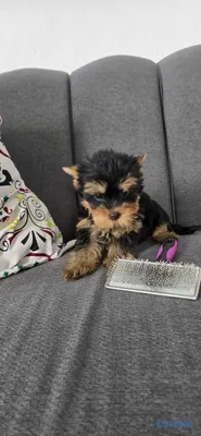 animales y mascotas - Cachorros Yorkies Ambos sexo 2