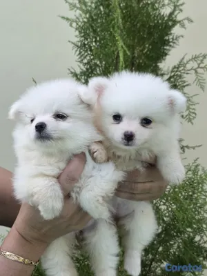 animales y mascotas - pomeranias hembras 2