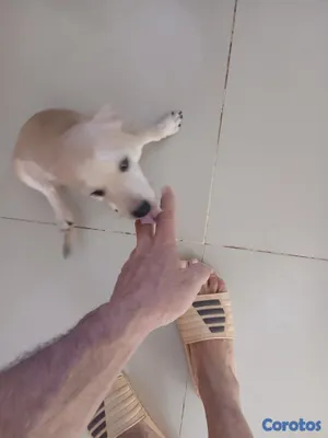 animales y mascotas - Chihuahua #2 3