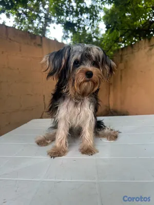 animales y mascotas - Yorkie 4