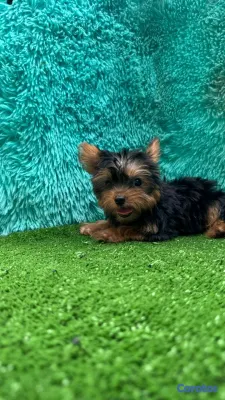 animales y mascotas - hermosos cachorritos de yorshire toy  5