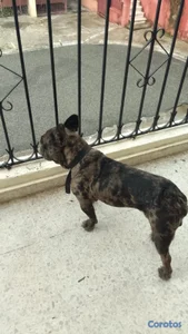 Bulldog Frances, French Bulldog disponible para monta