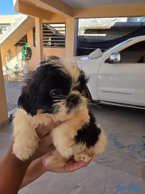 animales y mascotas - hermosas cachorras Shih Tzu 5