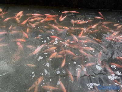 Tilapias rojas y grises en el mismo criadero