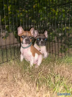 animales y mascotas - bulldog francés pied en venta  3