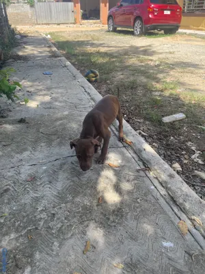 animales y mascotas - Pitbull Terrier  6
