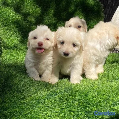 animales y mascotas - MALTIPOO 
HEMBRA Y MACHO 6