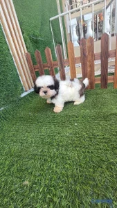 OFERTA CACHORRO SHIH TZU HEMBRA UBICADO EN SANTO DOMINGO Y TIENE 