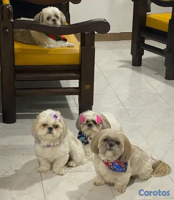 animales y mascotas - Shihtzu Machos y Hembra’s  6