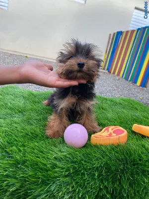 animales y mascotas - yorkie mini 5