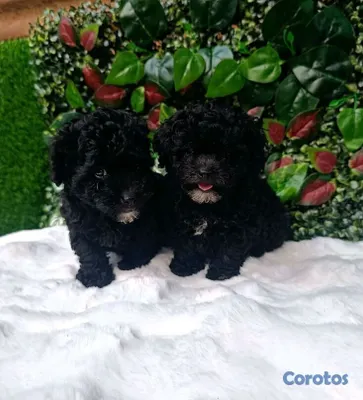 animales y mascotas - poodle miniatura ambos sexos  2