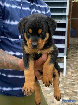 animales y mascotas - hermosos Cachorros de rottwailer ambos sexo 2
