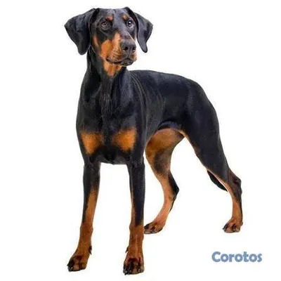 animales y mascotas - Cachorro dogverman puros sino te interesa Nome hag 2
