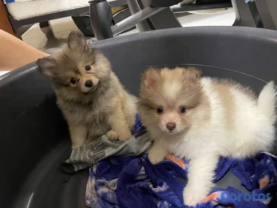 OFERTA CACHORRO POMERANIA AMBOS SEXO UBICADO EN SA