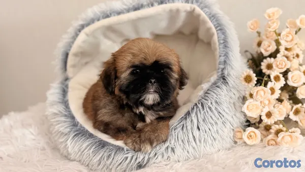 animales y mascotas - Shihtzu dos meses Ambos Sexos  4