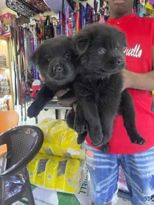OFERTA CACHORRO CHOW CHOW AMBOS SEXO UBICADO EN SA