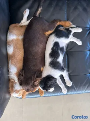 animales y mascotas - hermosos cachorritos de king cavalier  4
