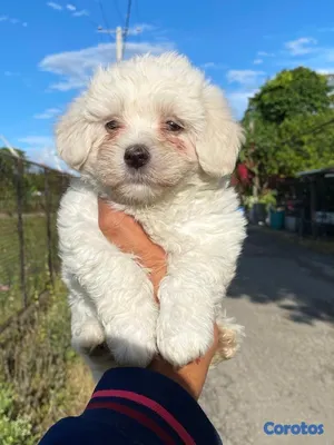 animales y mascotas - cachorro maltipoo 4