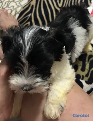 animales y mascotas - Cachorro macho Shihpoo  3