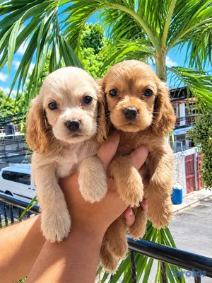 animales y mascotas - OFERTA CACHORRO COCKER SPANIEL AMBOS SEXO UBICADO  4