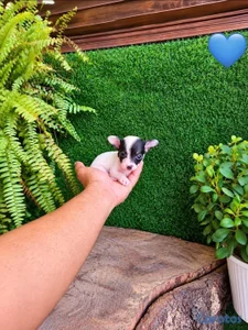OFERTA CACHORRO CHIHUAHUA AMBOS SEXO UBICADO EN SANTO DOMINGO 