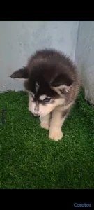 Husky siberiano macho 