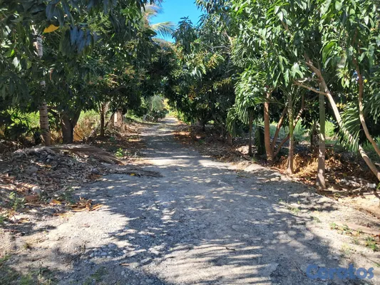 solares y terrenos - Se Vende Finca Agrícola de 48 Tareas en Quija Quie 8