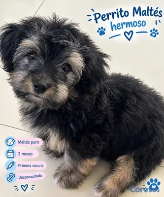 animales y mascotas - Hermoso  Perro Maltes  2