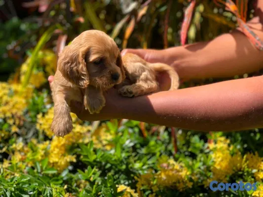 animales y mascotas - hermosos Cachorros cocker spaniel  4