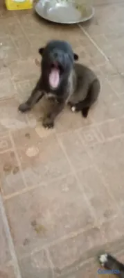 animales y mascotas - Perritos 8