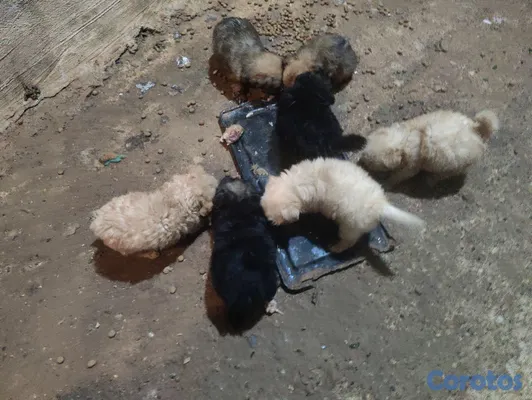 animales y mascotas - hermoso cachorro shihpoo, poodle, puder, peluche 3
