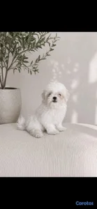 hermosos cachorritos de maltes 