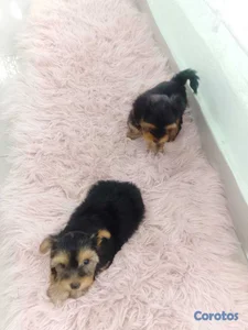 OFERTA CACHORRO YORKIE HEMBRA EN UBICADO EN SANTO 