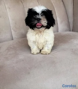 OFERTA CACHORRO SHIH TZU HEMBRA UBICADO EN SANTO D