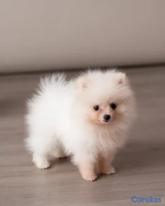 Pomerania mini macho 