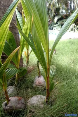 herramientas, jardines y exterior - Plantas y semillas de Coco Nucifera/ Hawaiana  2