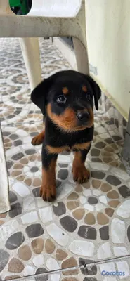 animales y mascotas - Perro Rottweiler 3