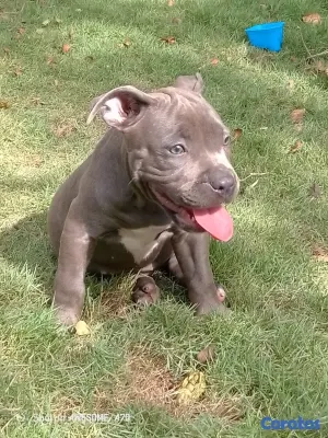 animales y mascotas - Pitbull 5