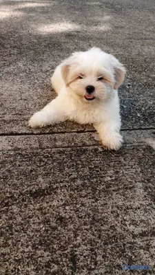 animales y mascotas - HERMOSO SHIPOO MACHO PARA APARTAR  11