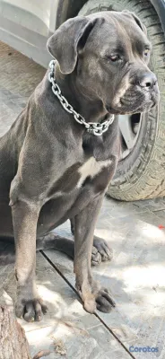 animales y mascotas - Cane Corso 3
