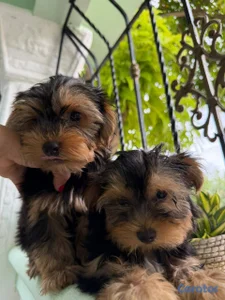 OFERTA CACHORRO YORKIE HEMBRA UBICADO EN SANTO DOM
