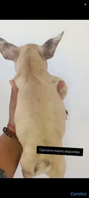 decoración y accesorios - bulldog francés cachorro  4